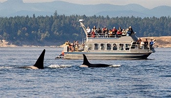 Victoria Whale Watching tours