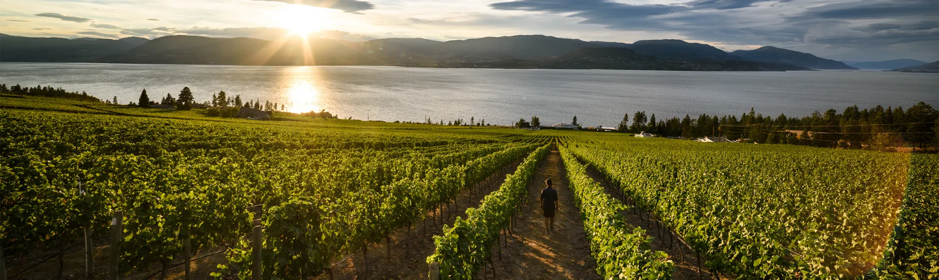 Vineyard in Okanagan during sunset. One of the stops on the 5-day Canadian Rockies bus tour.