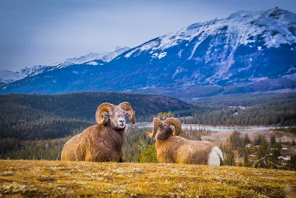Big horn sheep resting on the foothills of the Canadian Rockies